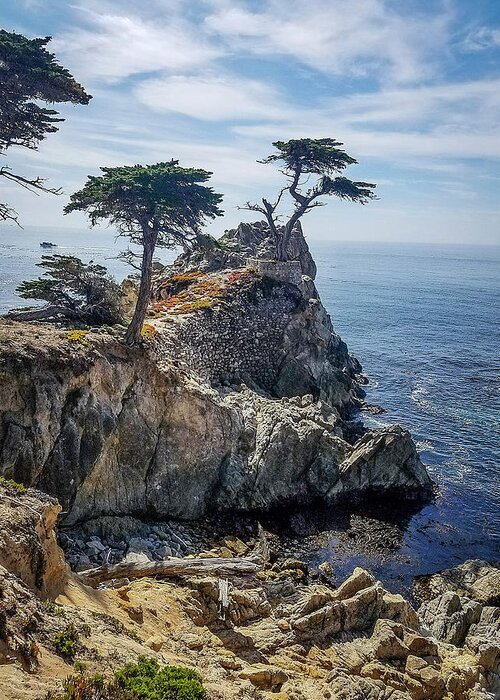 Monterey Cypress Card